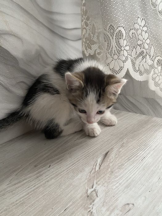 Белый котенок 2 месяца