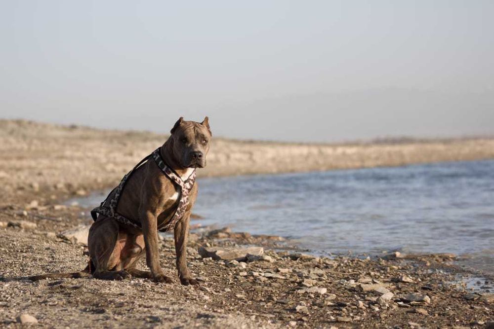 Щенки американского питбультерьера