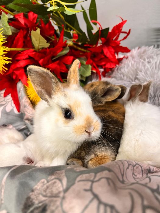 Декоративные кролики