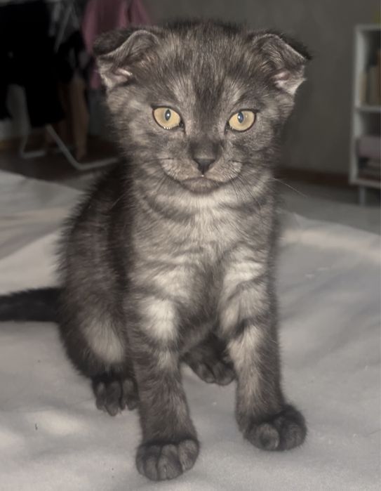 Котенок 2месяца