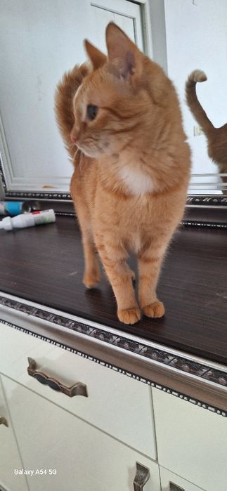 В добрые руки  рыжий мальчик