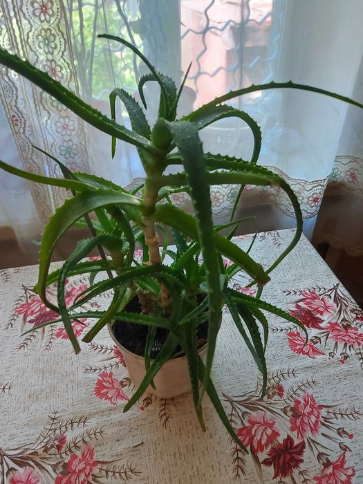 Алое лечебное растение