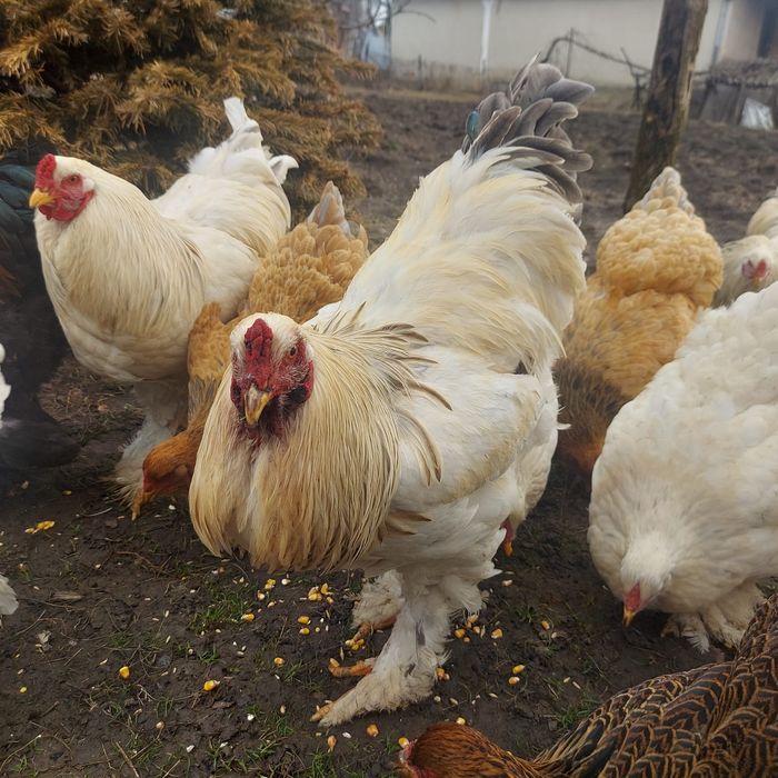 Cocoși și găini Brahma 10 luni – talie mare, pentru reproducere
