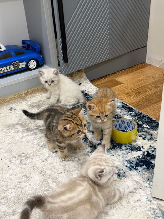 Кошки и котята .