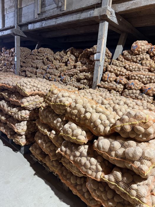 Cartofi de vanzare jud. Harghita