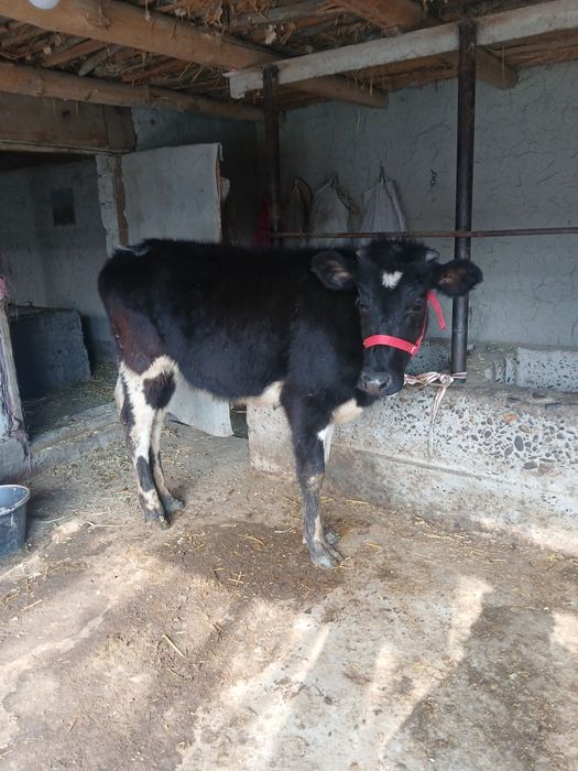 Таналар сотилади