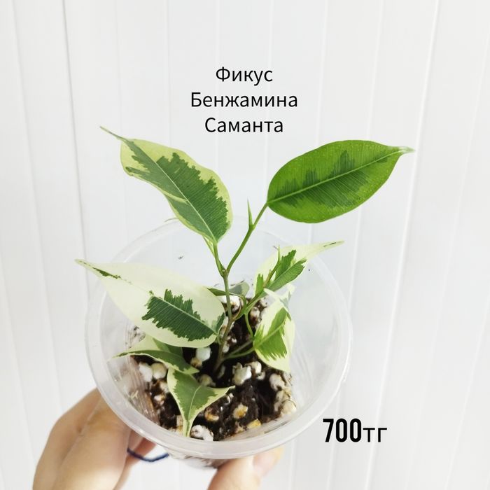 Комнатные адаптированные растения