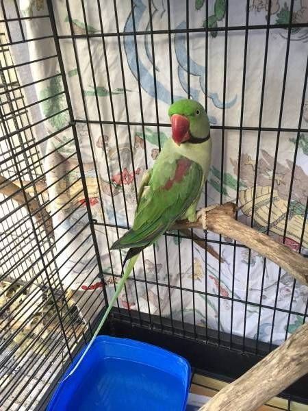 Продам ручные папугаи 120 тысяч