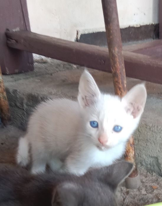 Отдам котят в хорошие руки!