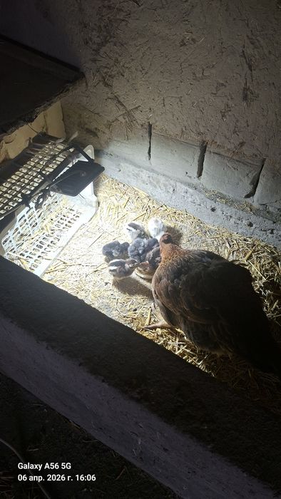 Курица с 8 головок цеплёками каждая их 3 семьи  все здоровые