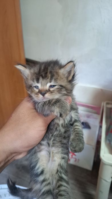Отдам котят бесплатно
