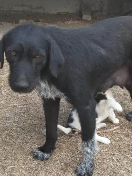 Бесплатно в добрые руки