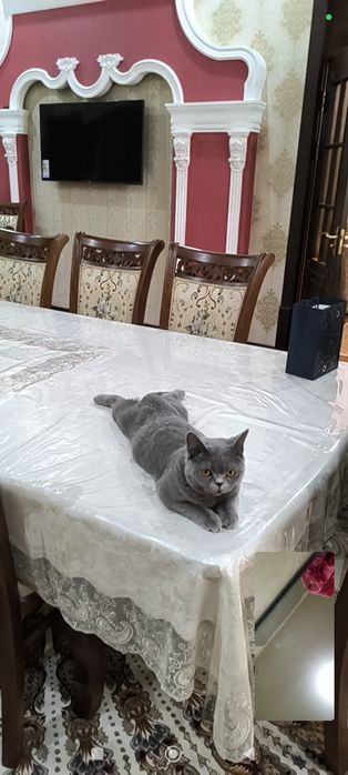 Bishaynning yalangoch kokrak fotosurati