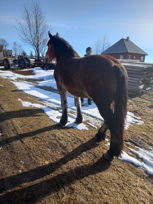 Vând  mânz  învățat