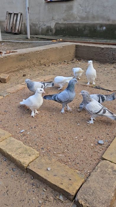 Голуби такла, молодняк