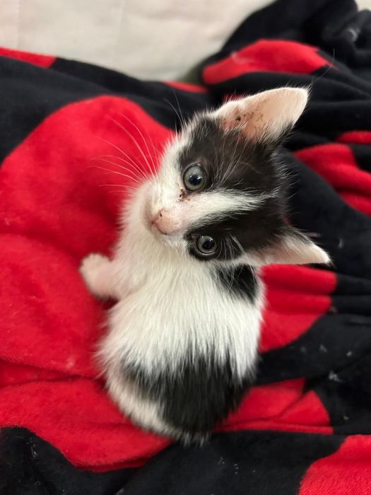 Pisici pentru adopție!