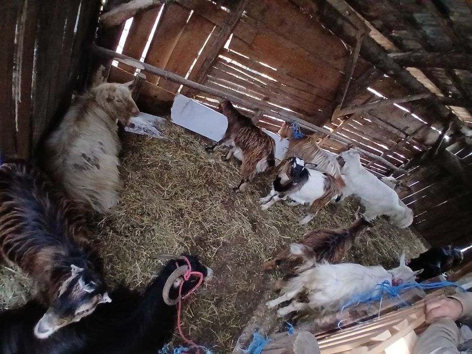 Vand 11 capre si un țap toate sunt tinere prima si a două fătare