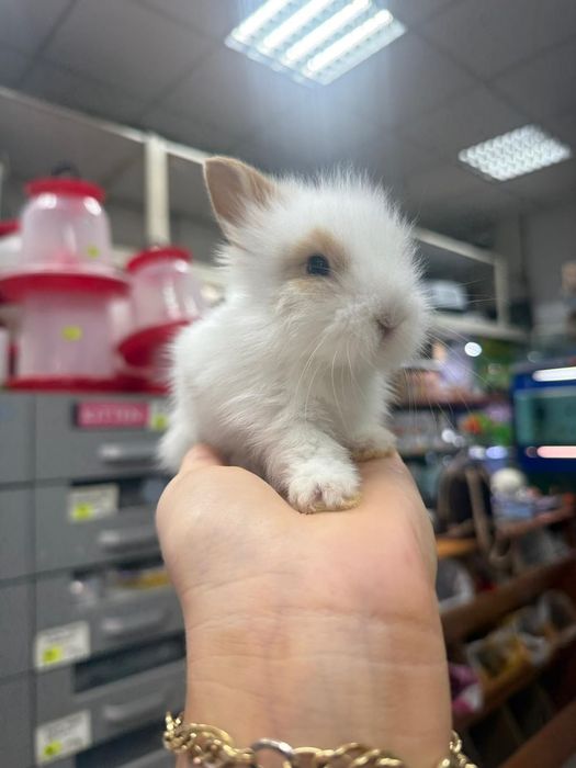 Iepuri pitici,  cap de leu minitoy, teddy