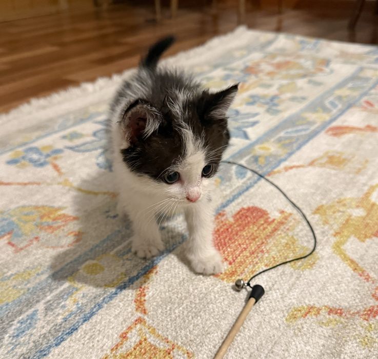 Котенок ищет себе семью