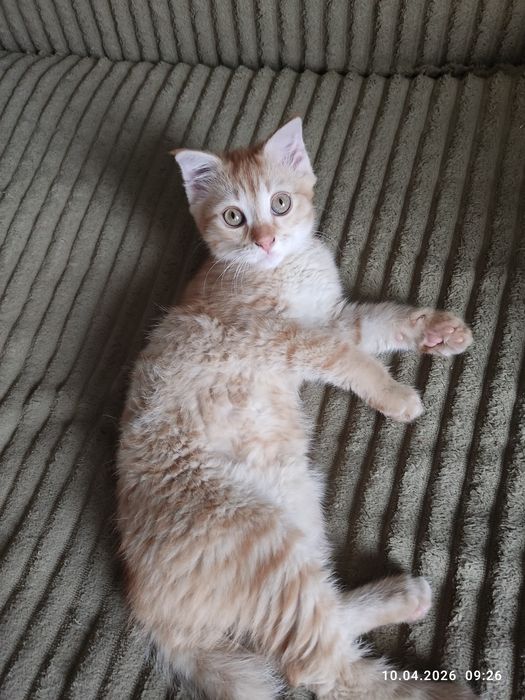 Отдам рыжую кошечку