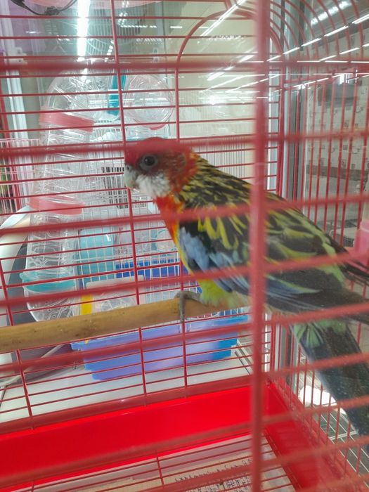 Розелла попугай.