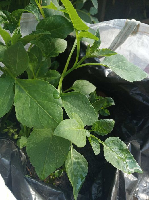 георгина клубни для посадки