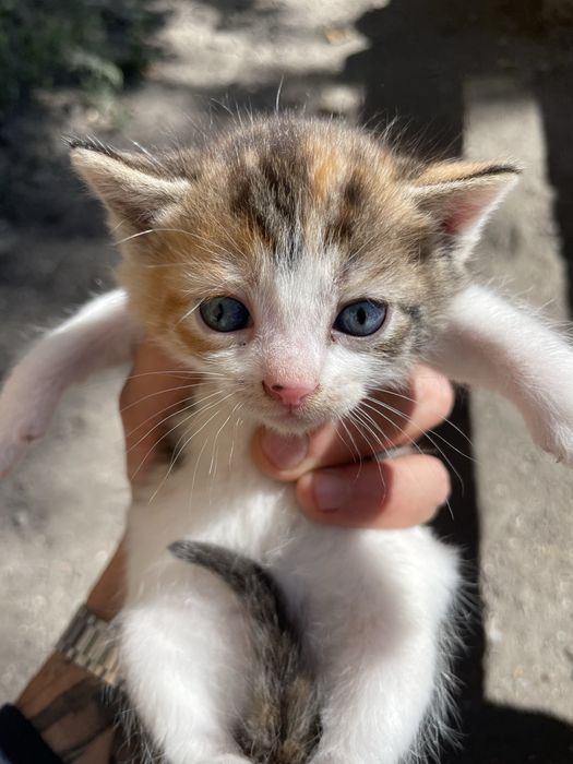 Отдам котят в хорошие
