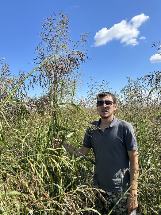 Продам семена суданки 1 РС