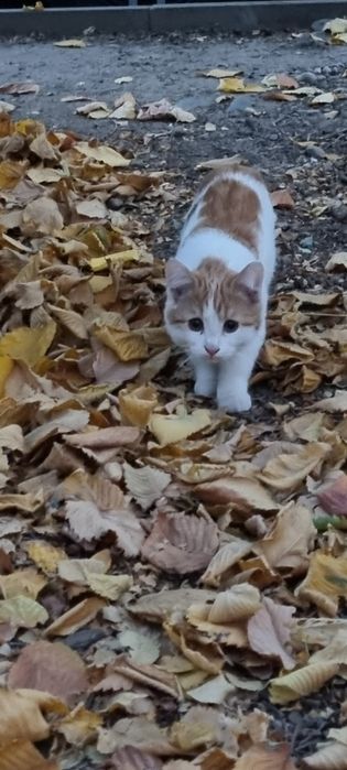 Отдадим двух котят в добрые руки.