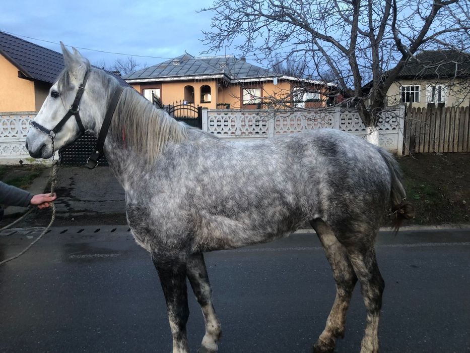 Iapa sura disponibila