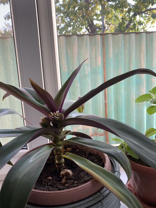 Комнатные цветы денежное дерево