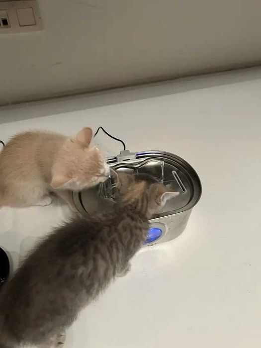 Фонтан поилка за животни, 3.2 л, INOX помпа ниво на водата + 8 бр