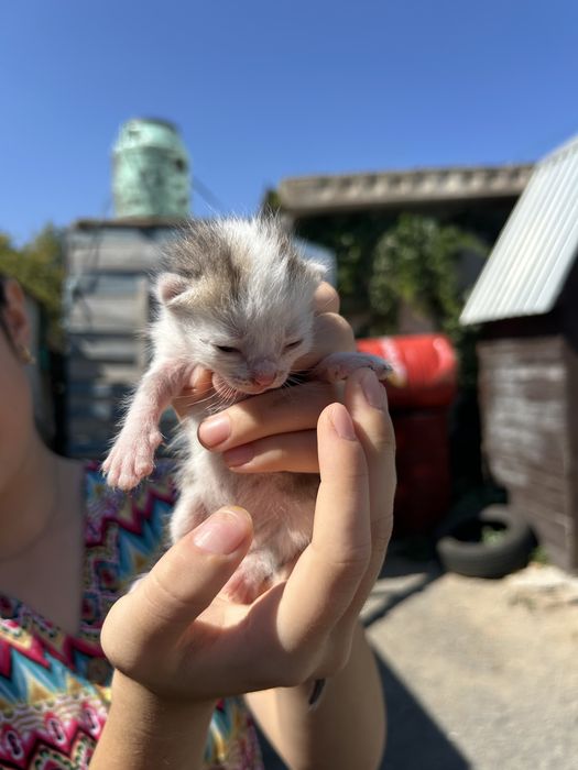 продам маленкие котят