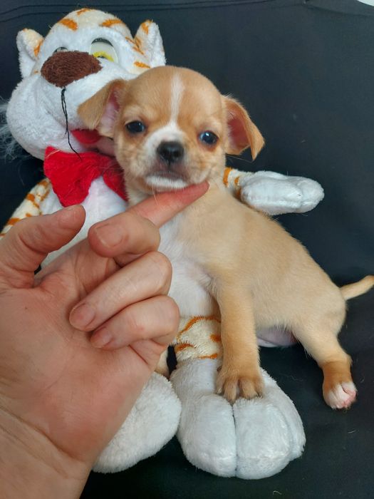 Продаю щенка чихуахуа