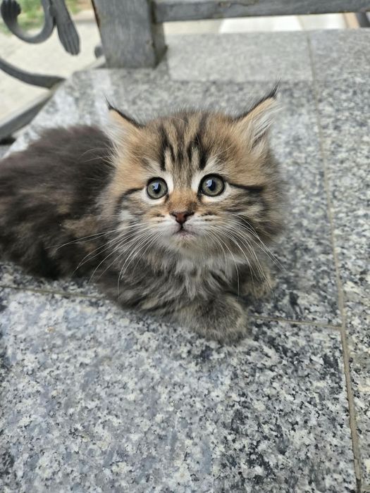 Котята симпатичные