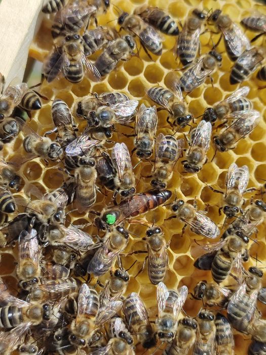 Roi de albine 5-8 rame regine hibrizi de Carnica 2026