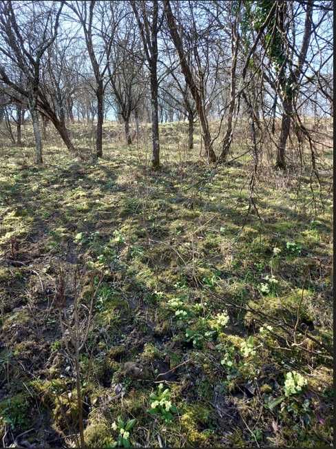 Teren intravilan 28 ari – zonă liniștită, aproape de pădure