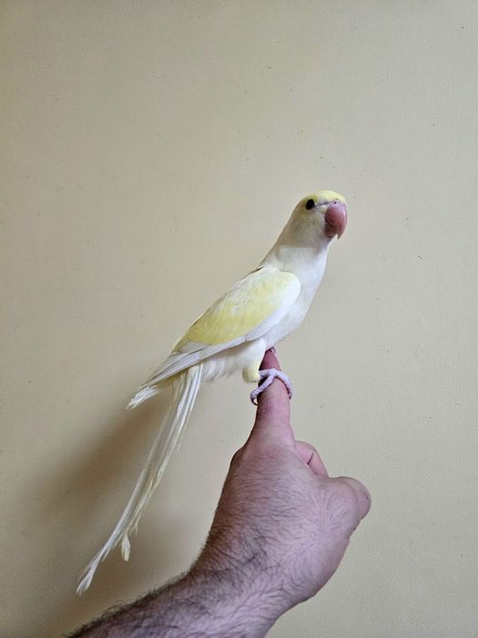 Puișori Micul Alexander ( Psittacula krameri )