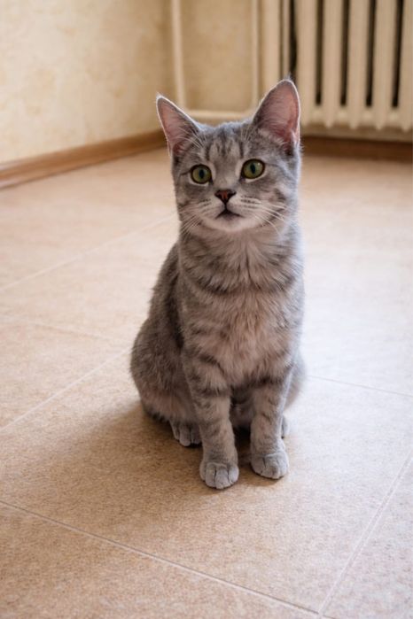 Кошечка и кот ищут добрые ручки