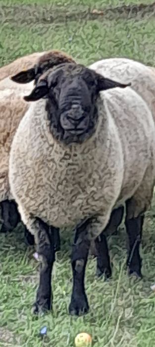 Berbec rasa Sufolk pentru reproducție