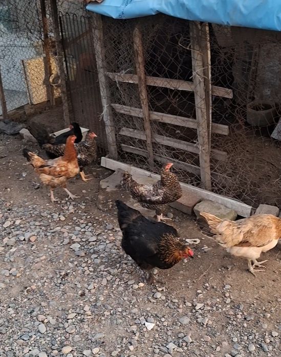 Куры домашний пароды