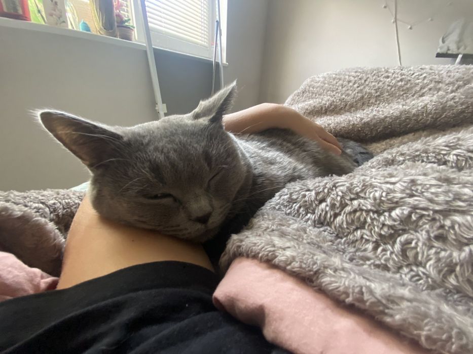 Изгубен котарак .Отговаря на името Лео