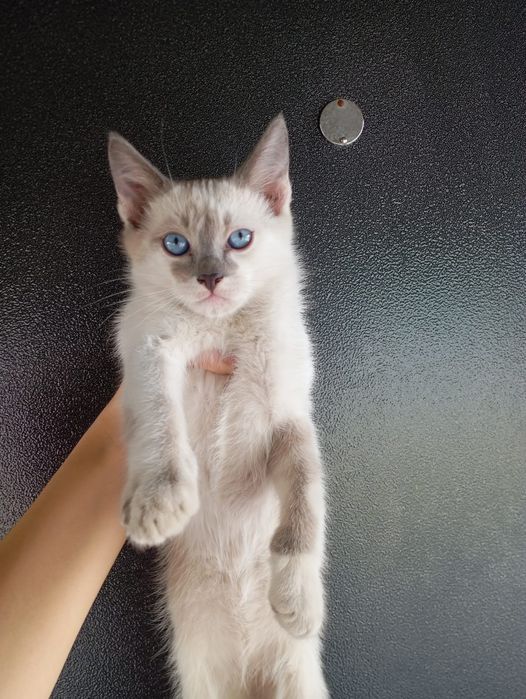 Отдадим котят в хорошие руки