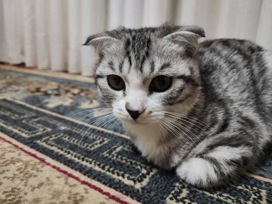 Сотилади скотиш фолд 450 000