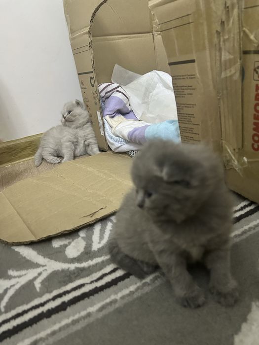 Скотиш фолд котята (15 февраль дата родж)