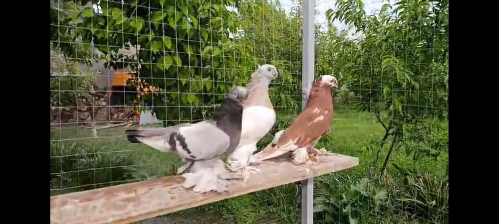 Голубка чинка полосатые пара