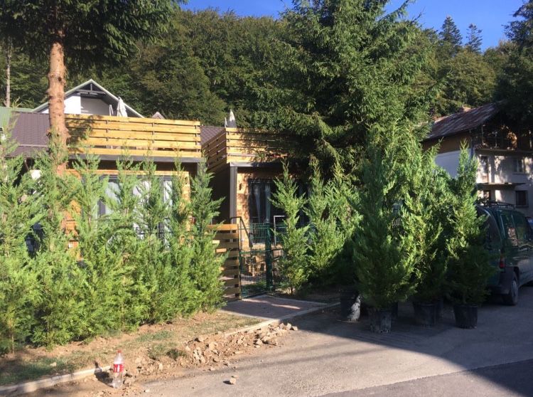 Chiparos Leylandii , Tuia Smarald- Smaragd
