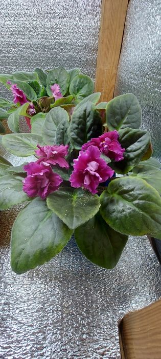 Продам цветущие фиалки