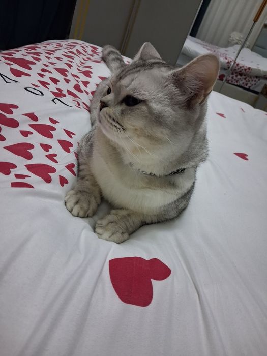 Vyazkaga serebristiy shinshilla toza qon