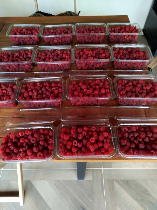 Zmeură de vânzare